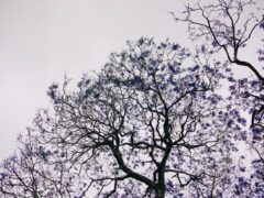 O luto antecipatório e as decisões sobre o fim da vida: caminhos neurocientíficos, éticos e de preparação para a dignidade no morrer